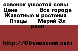 совенок ушастой совы › Цена ­ 5 000 - Все города Животные и растения » Птицы   . Марий Эл респ.